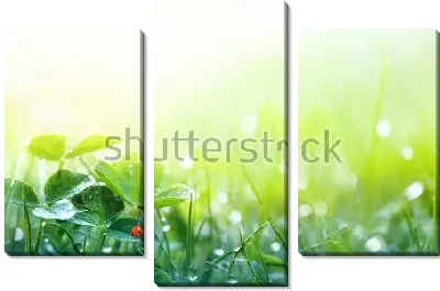 Модульная картина Трава и листья клевера в каплях росы в лучах утреннего солнца