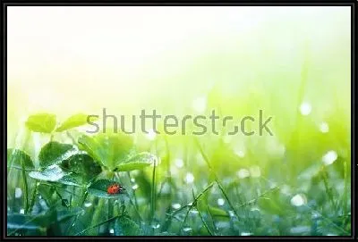 Картина Трава и листья клевера в каплях росы в лучах утреннего солнца