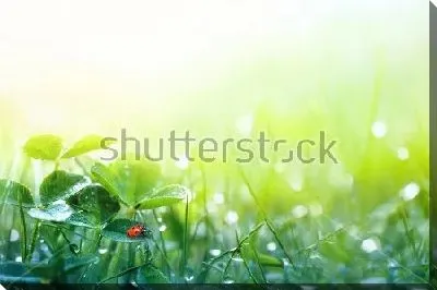 Трава и листья клевера в каплях росы в лучах утреннего солнца