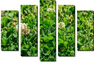 Модульная картина Цветы белого клевера