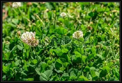 Картина Цветы белого клевера