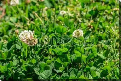 Постер Цветы белого клевера