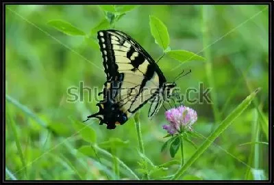 Красивая бабочка на цветке клевера