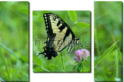 Красивая бабочка на цветке клевера