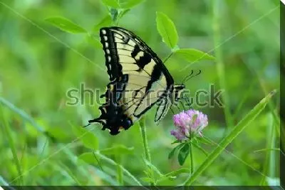 Красивая бабочка на цветке клевера