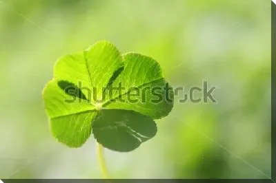 Лист клевера в мягком солнечном освещении