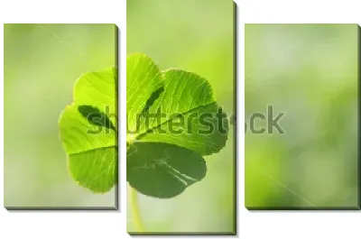 Лист клевера в мягком солнечном освещении