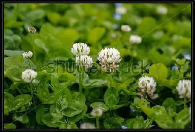 Картина Цветущее поле белого клевера