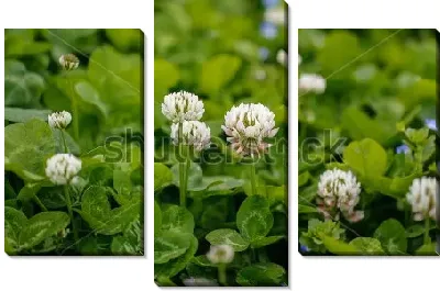 Цветущее поле белого клевера