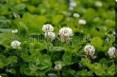 Постер Цветущее поле белого клевера