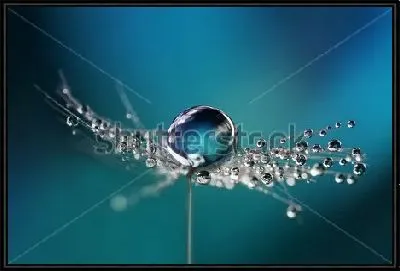 Красивые капли росы на зонтике одуванчика 