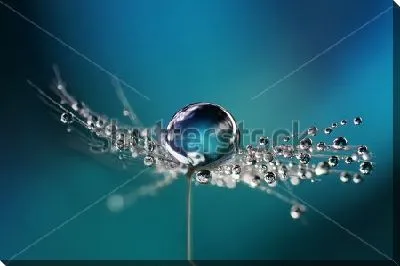 Красивые капли росы на зонтике одуванчика 