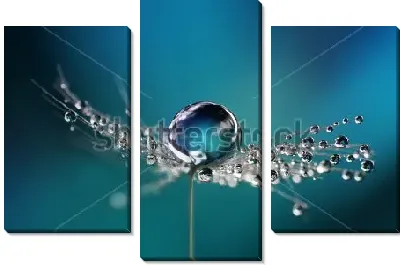 Красивые капли росы на зонтике одуванчика 