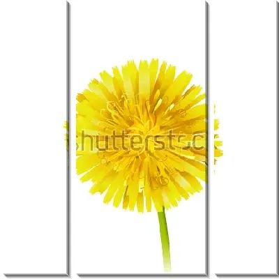 Модульная картина Яркий жёлтый одуванчик на белом фоне