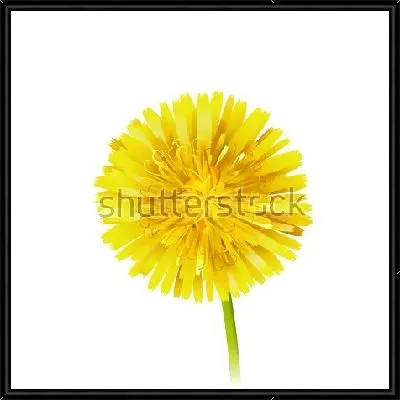 Картина Яркий жёлтый одуванчик на белом фоне