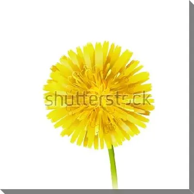 Постер Яркий жёлтый одуванчик на белом фоне