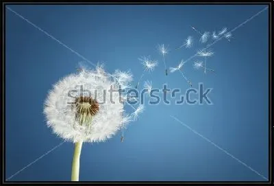 Картина Белый пушистый одуванчик с летящими от дуновения ветра семенами на синем фоне