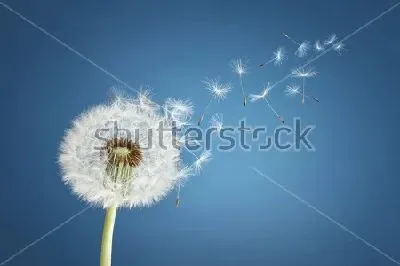 Плакат Белый пушистый одуванчик с летящими от дуновения ветра семенами на синем фоне