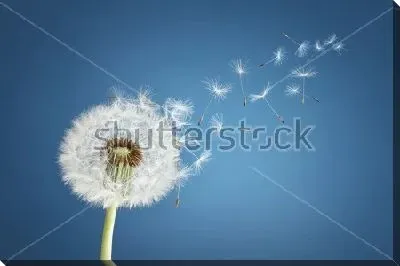 Постер Белый пушистый одуванчик с летящими от дуновения ветра семенами на синем фоне