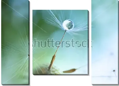 Модульная картина Капелька росы на зонтике семечки одуванчика крупным планом
