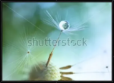 Картина Капелька росы на зонтике семечки одуванчика крупным планом