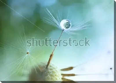 Постер Капелька росы на зонтике семечки одуванчика крупным планом