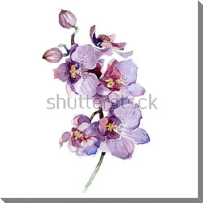 Постер Акварельный рисунок ветки нежной сиреневой орхидеи на белом фоне