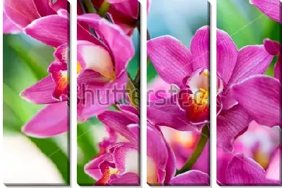 Модульная картина Тайские орхидеи крупным планом