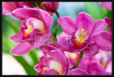 Картина Тайские орхидеи крупным планом