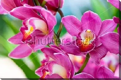 Постер Тайские орхидеи крупным планом