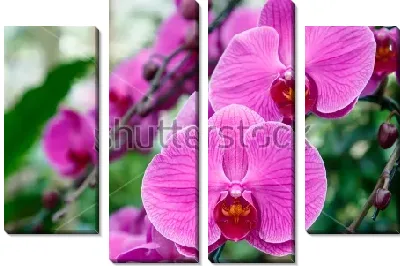 Модульная картина Красивые фиолетовые цветы орхидеи в цветочном саду саду