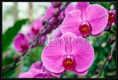 Картина Красивые фиолетовые цветы орхидеи в цветочном саду саду