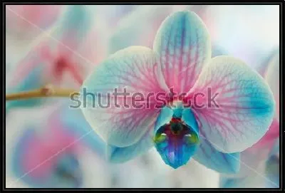 Картина Цветок голубой орхидеи крупным планом