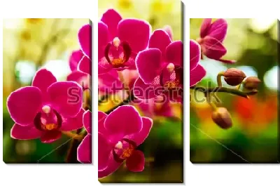 Модульная картина Красивые пурпурные цветы орхидеи в цветочном саду