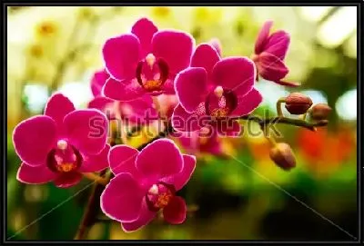 Картина Красивые пурпурные цветы орхидеи в цветочном саду
