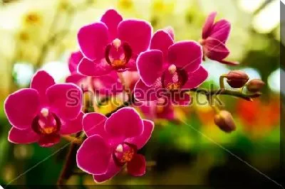 Постер Красивые пурпурные цветы орхидеи в цветочном саду