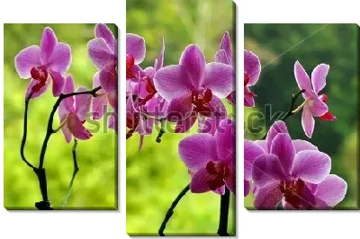 Модульная картина Сиреневые орхидеи на фоне зелёного сада