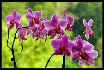 Сиреневые орхидеи на фоне зелёного сада