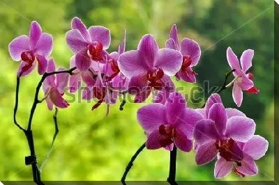 Сиреневые орхидеи на фоне зелёного сада