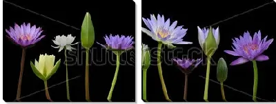 Модульная картина Иллюстрация с красивыми цветами кувшинок на чёрном фоне
