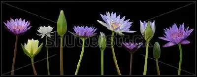 Картина Иллюстрация с красивыми цветами кувшинок на чёрном фоне