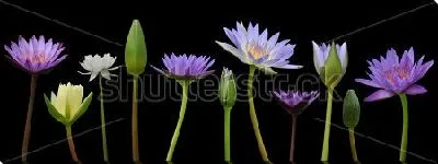 Постер Иллюстрация с красивыми цветами кувшинок на чёрном фоне