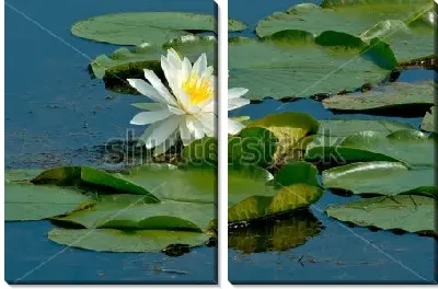 Модульная картина Красивая белая кувшинка в пруду