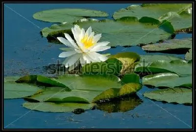 Красивая белая кувшинка в пруду