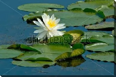 Красивая белая кувшинка в пруду