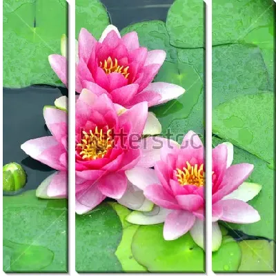 Модульная картина Прекрасные цветы розовой кувшинки крупным планом