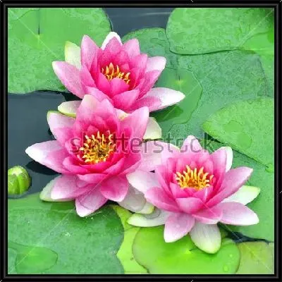 Картина Прекрасные цветы розовой кувшинки крупным планом