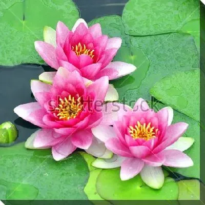 Постер Прекрасные цветы розовой кувшинки крупным планом