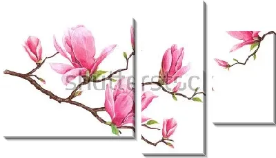 Модульная картина Акварельный рисунок цветущей ветки розовой магнолии