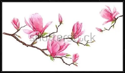 Картина Акварельный рисунок цветущей ветки розовой магнолии